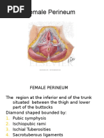 Perineum