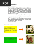 Plan de Negocio de Chompa de Alpaca II