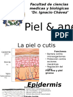 Sistema Tegumentario