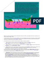 Mezclas de Silicatos Fundidos (MAGMA)