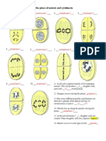 Meiosis Pictures Worksheet Answers XNPXWB