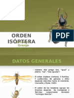 Orden Isóptera