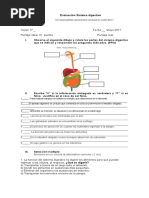 Evaluación Sistema Digestivo