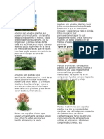 Clases de Plantas