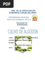 Algodon Trabajo de Algodonero