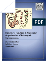 Structure, Function & Molecular Organization of Eukaryotic Chromosome