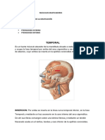 Musculos Masticadores