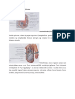 Anatomi Fisiologi Testis