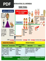 Tifoidea Esquema