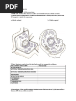 Guía de Actividades Bio Celula