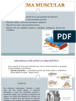 Sistema Muscular