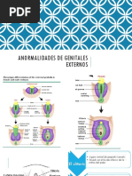 Genitales Externos Ginecologia