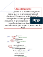 Gluconeogenesis PDF