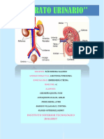Aparato Urinario