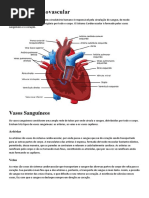 Anatomia Humana