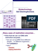 Gel Electrophoresis