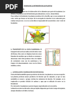 Etapas de La Nutrición de Las Plantas Juli 2