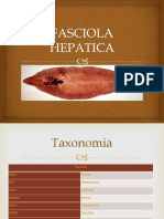 Fasciola Hepatica