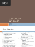 A2 Level Biology Coordination and Control - Animals - Neurones