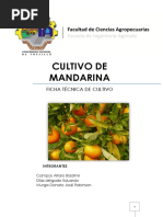 Ficha Tecnica Cultivo de Mandarina 2 PDF