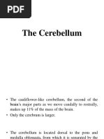 L5 Cerebellum