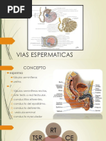 Vias Espermaticas