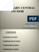 11 - Central Incisor