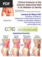 Anatomy Abdominal Wall and Hernias