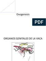 Clase de Ovogenesis