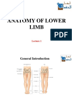 Anatomy of Lower Limb