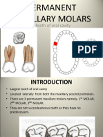 Maxillary Molars - Padminee