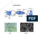 Unicellular Organisms Microscopic View