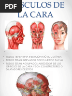 Musculos de La Cara