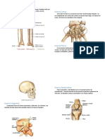 Tipos de Huesos