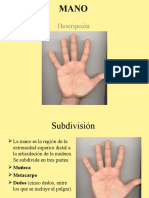 Extremidad Superior: Anatomia de La Mano