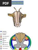 Cortes de Bulbo y Protuberancia