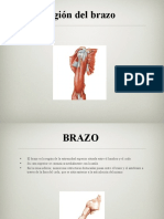 Anatomia: Region Del Brazo