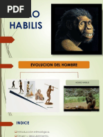 Homo Habilis