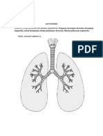 Los Pulmones