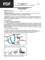 Guia Cadenas y Tramas Troficas 6º Basico