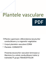 Plantele Vasculare