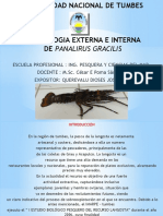 Morfologia Externa e Interna de Panalirus Gracilis Querevalu Dioses Jose Luis 2017