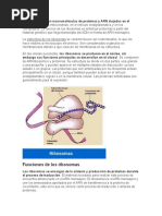 Los Ribosomas - Biologia