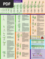 Corn Growth and Development Poster