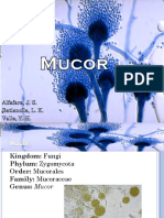 02 - Mucor Spp.