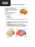 Los Lóbulos Cerebrales