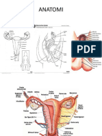 Tumor Genitalia