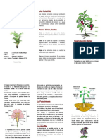 Trifoliado Cielo - Las Plantas