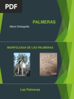 Palmeras