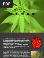 Marihuana Exposicion Liz